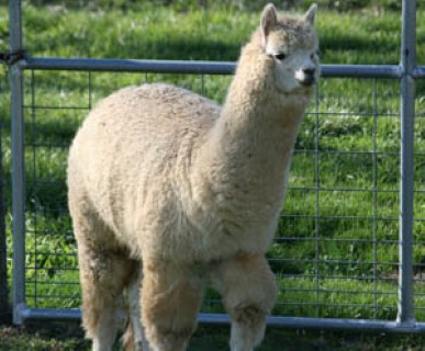 Alpaca For Sale - BERF Lady Dianna at Blue Earth River Farm Alpacas